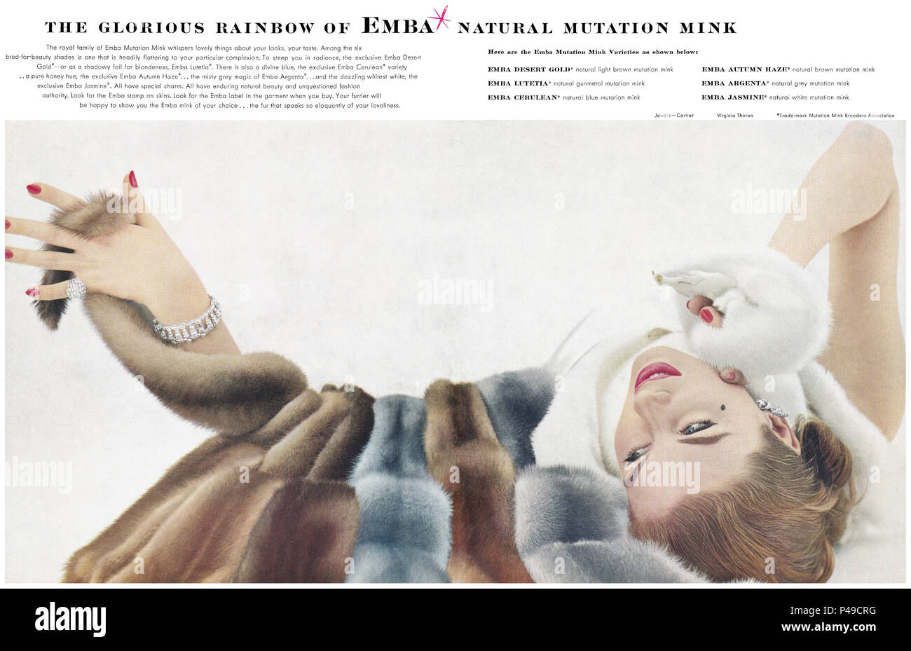 1955 L'annonce d'une mutation naturelle Emba le vison. Banque D'Images