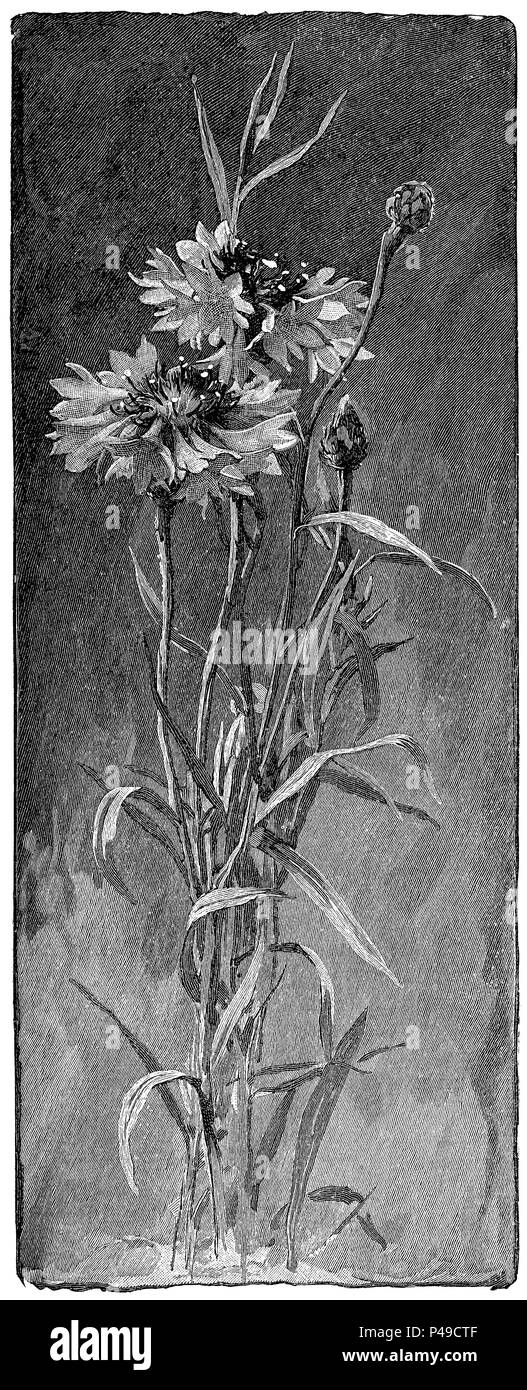 1883 gravure de bleuet (centaurea cyanus) à partir d'une illustration par Alfred Parsons. Banque D'Images