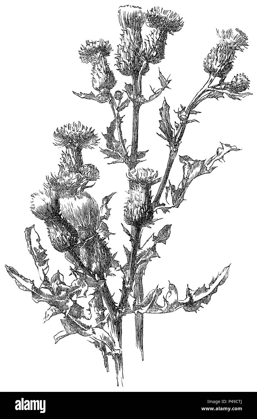 1883 gravure d'un chardon commun (Cirsium vulgare) forment une illustration par Alfred Parsons. Banque D'Images