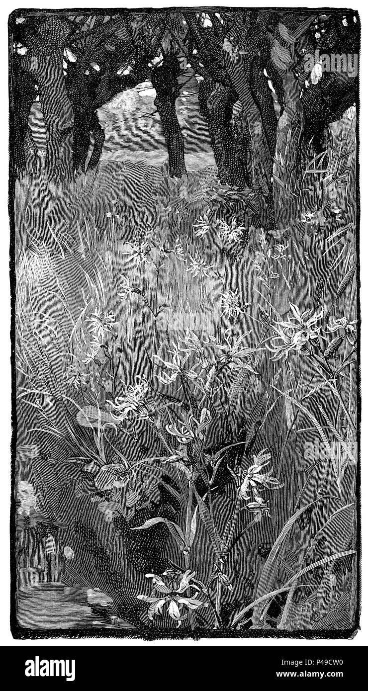 1883 gravure d'un domaine de l'Ragged-Robin (Lychnis flos-cuculi), à partir d'une illustration par Alfred Parsons. Banque D'Images