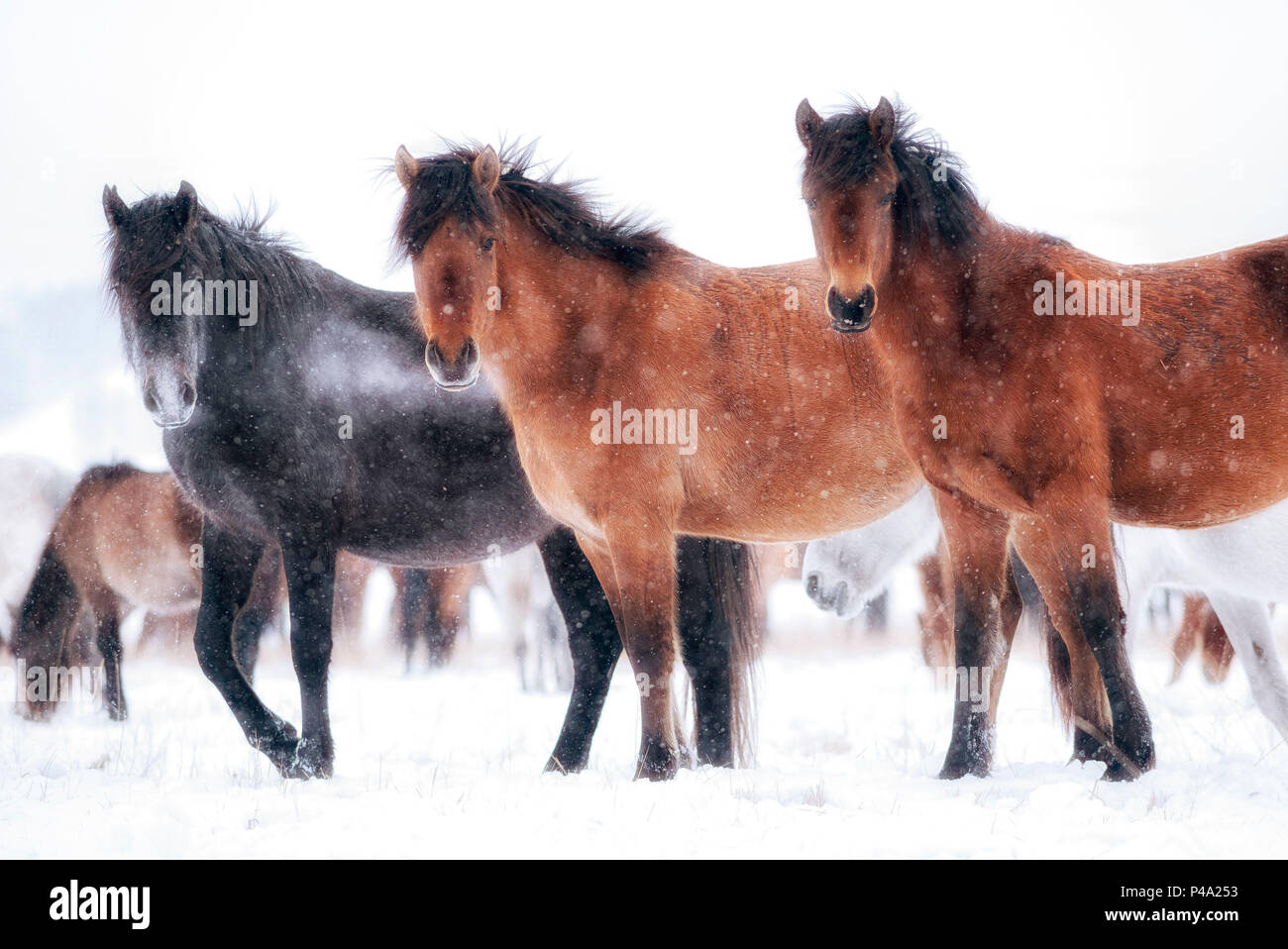 Les chevaux de Sibérie dans la steppe d'Tazhiran, près du lac Baïkal, région d'Irkoutsk, en Sibérie, Russie Banque D'Images