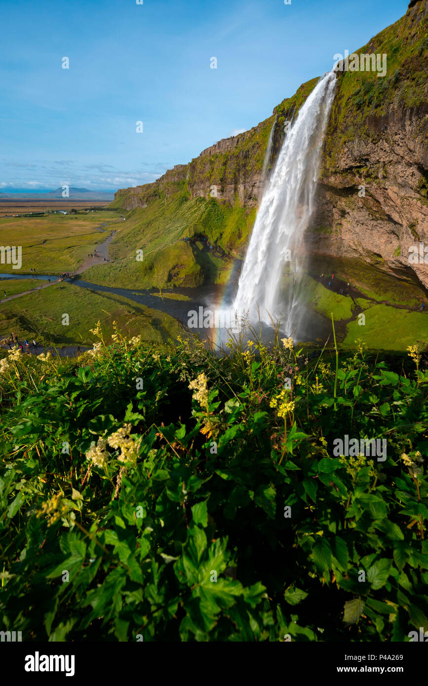 Cascade de Seljalandsfoss avec bloom grass en été, le sud de l'Islande, Islande Banque D'Images