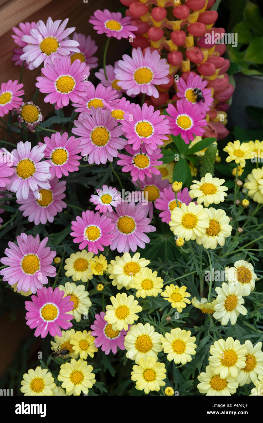 Argyranthemum frutescens. Marguerite rose et jaune fleurs Daisy sur un affichage à un flower show. UK Banque D'Images