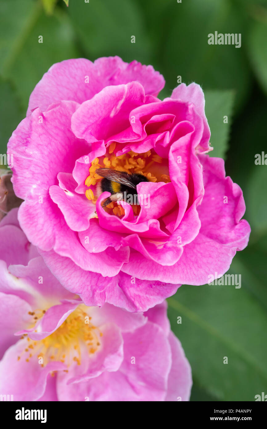 Bombus lucorum. Rosa 'Chanceux !' / Frylucy. Dans un Bumbleebee Floribunda rose 'Chanceux !' Fleur Banque D'Images