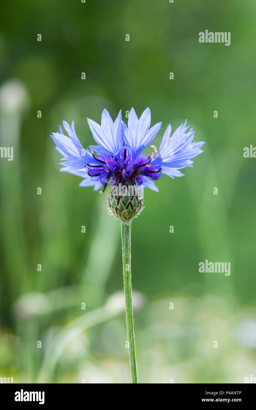 Centaurea cyanus. Wildflower meadow bleuet dans un jardin anglais. UK Banque D'Images