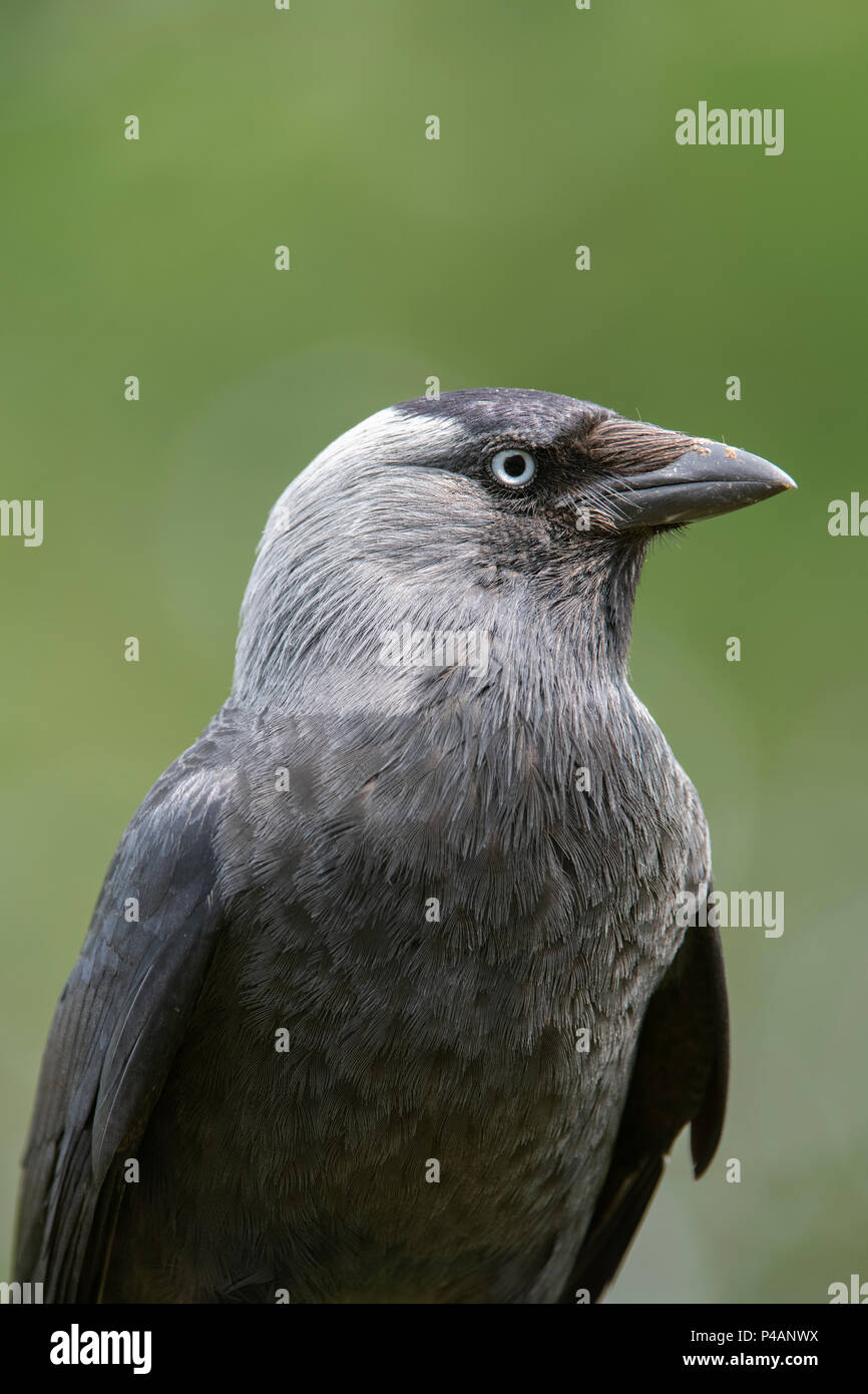 Corvus monedula. Choucas se nourrissent d'une table d'oiseaux dans un jardin anglais. UK Banque D'Images