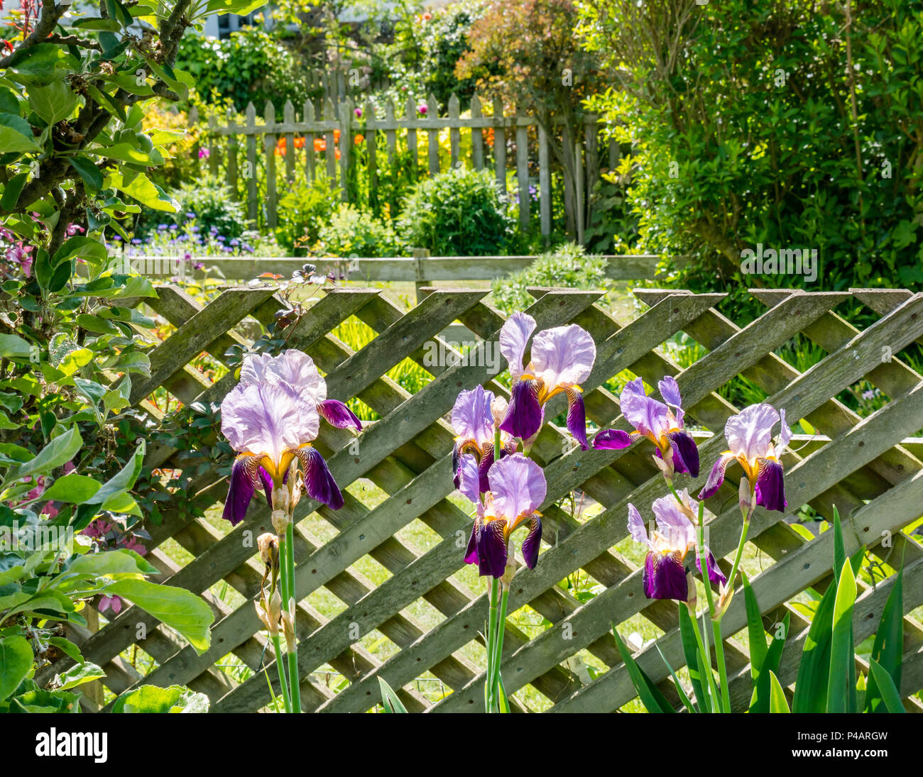 Iris fleurs pourpre coloré en bois contre jardin clôture sur sunny day, Dirleton, East Lothian, Scotland, UK Banque D'Images