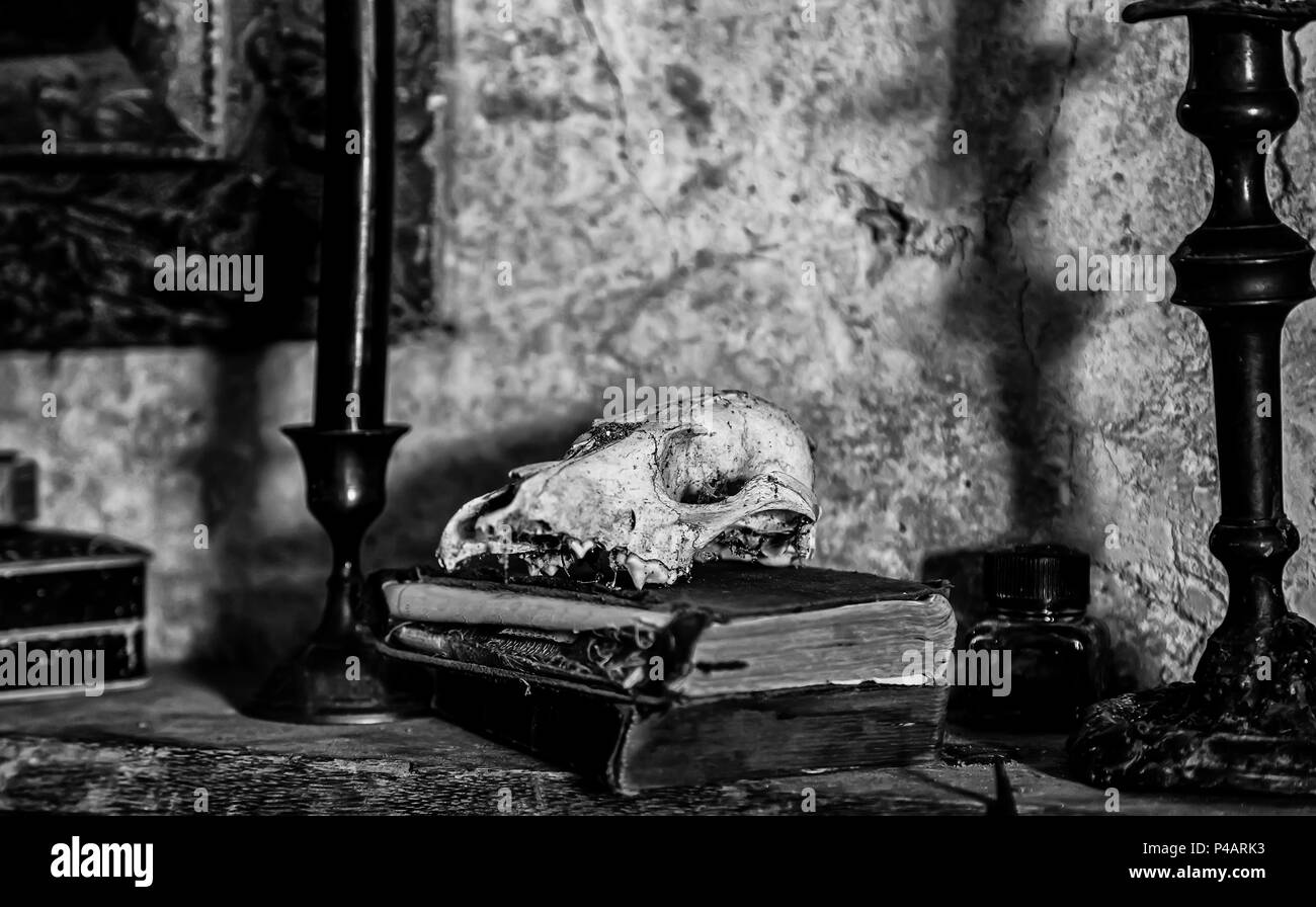 Crâne d'animaux avec de vieux livres, détail de décoration antique Banque D'Images