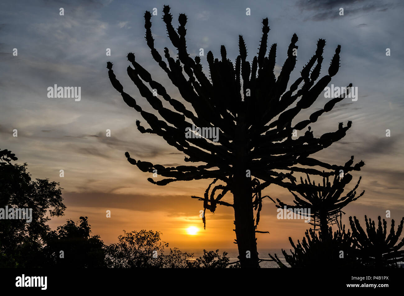 Silhouette d'impressionnant Cactus candélabre avec coucher du soleil en Angola. Photo prise à la forteresse de São Miguel à Luanda. Banque D'Images