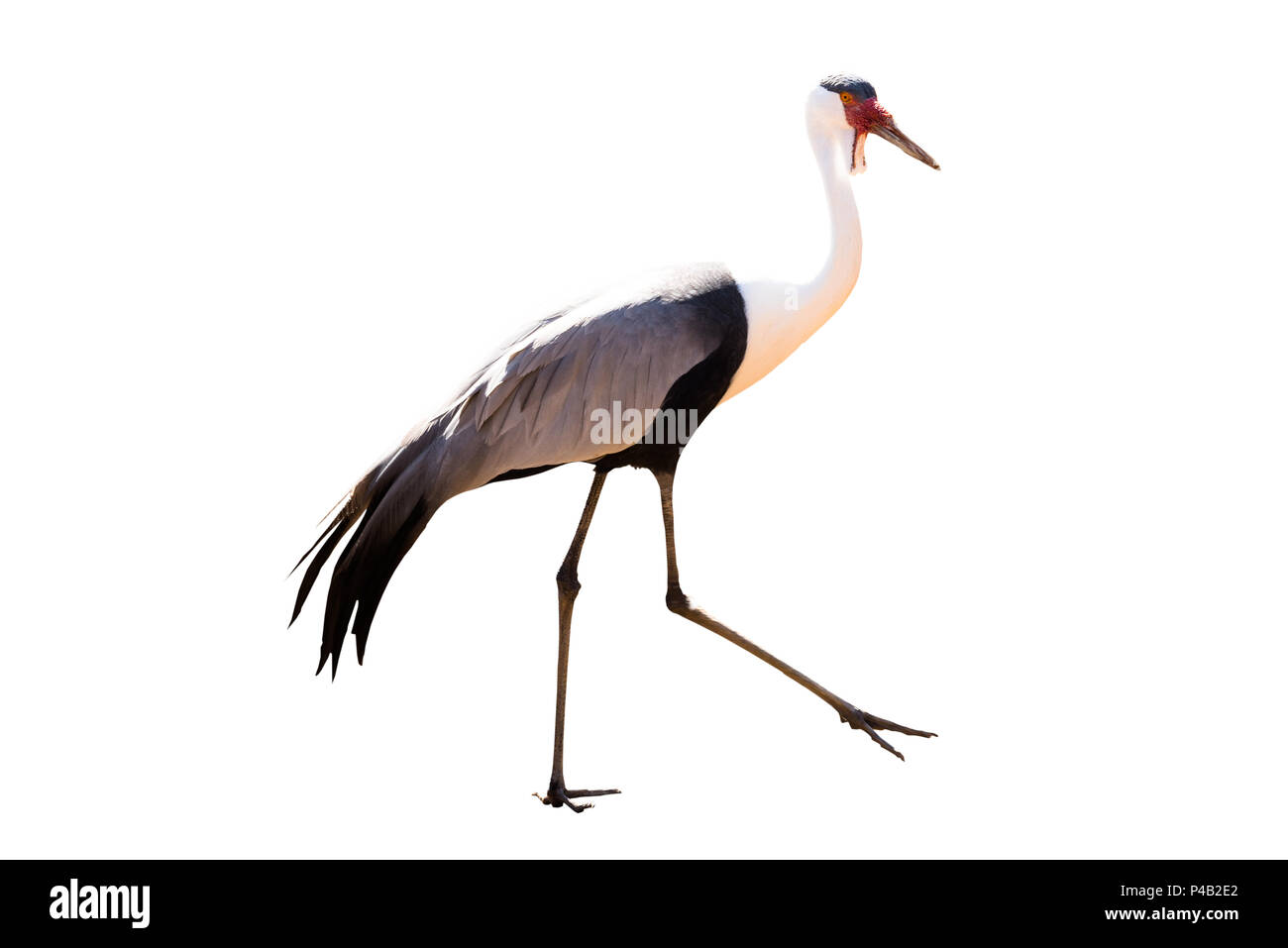 Stork portrait isolé sur fond blanc, pas de typologie. vu sur navette vers et en Afrique du Sud. Banque D'Images