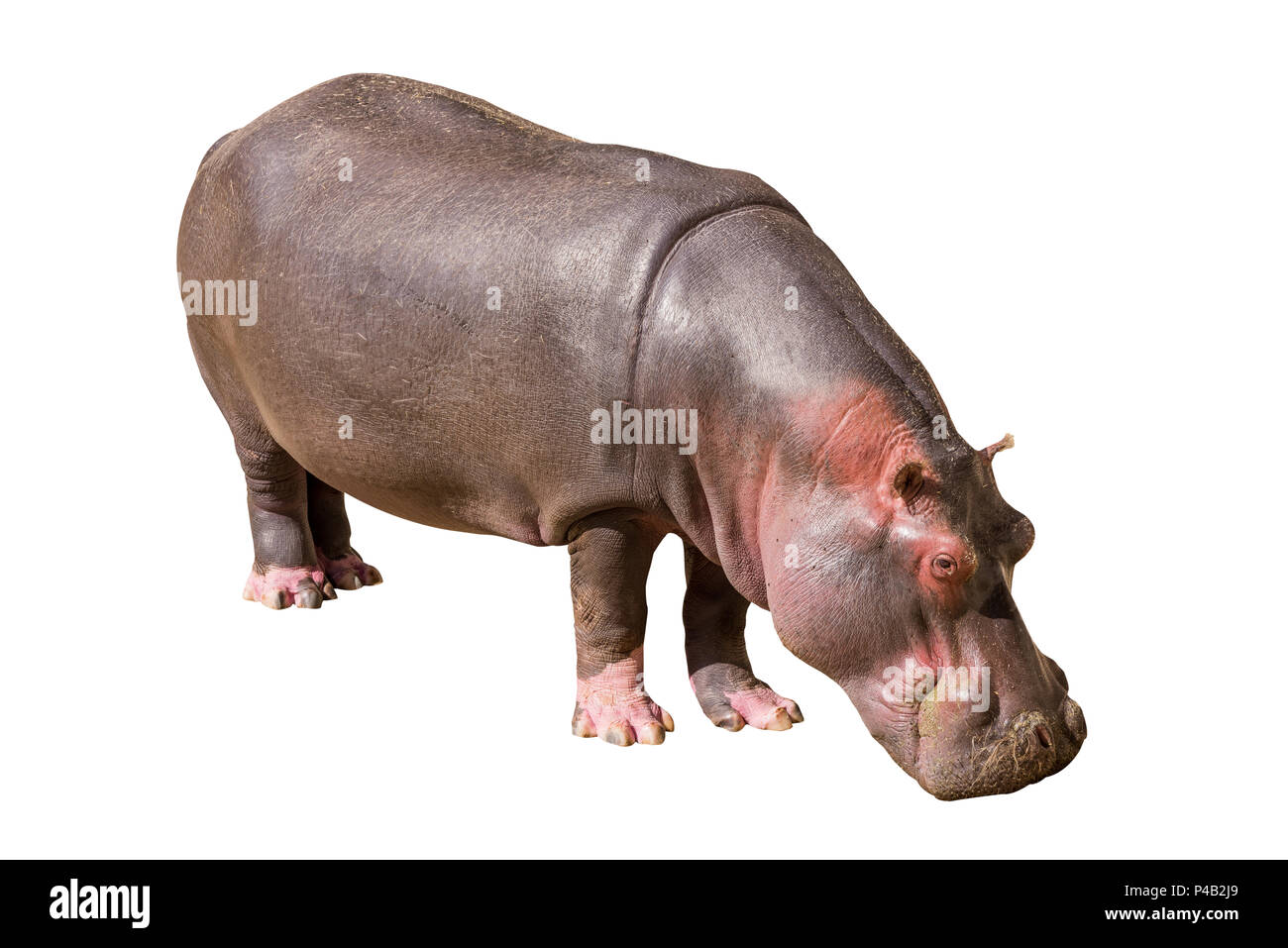 Vue sur un hippopotame commun isolé sur fond blanc, vu en Afrique du Sud, l'Afrique. Les hippopotames sont le troisième plus gros mammifère terrestre et très dangereux, Banque D'Images