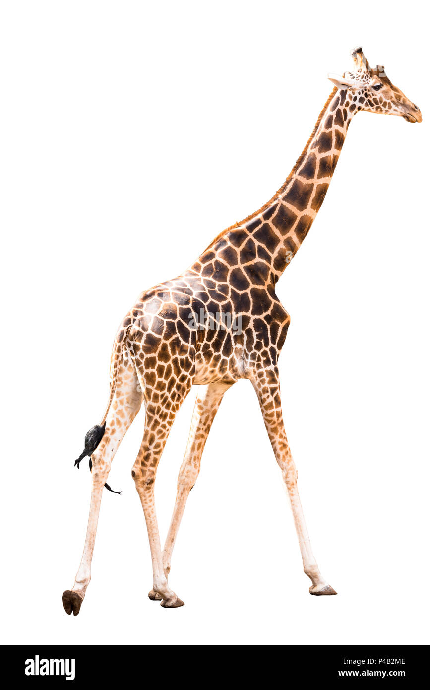 Vue sur quelques girafes, isolé sur fond blanc. Vu en Afrique du Sud. Banque D'Images