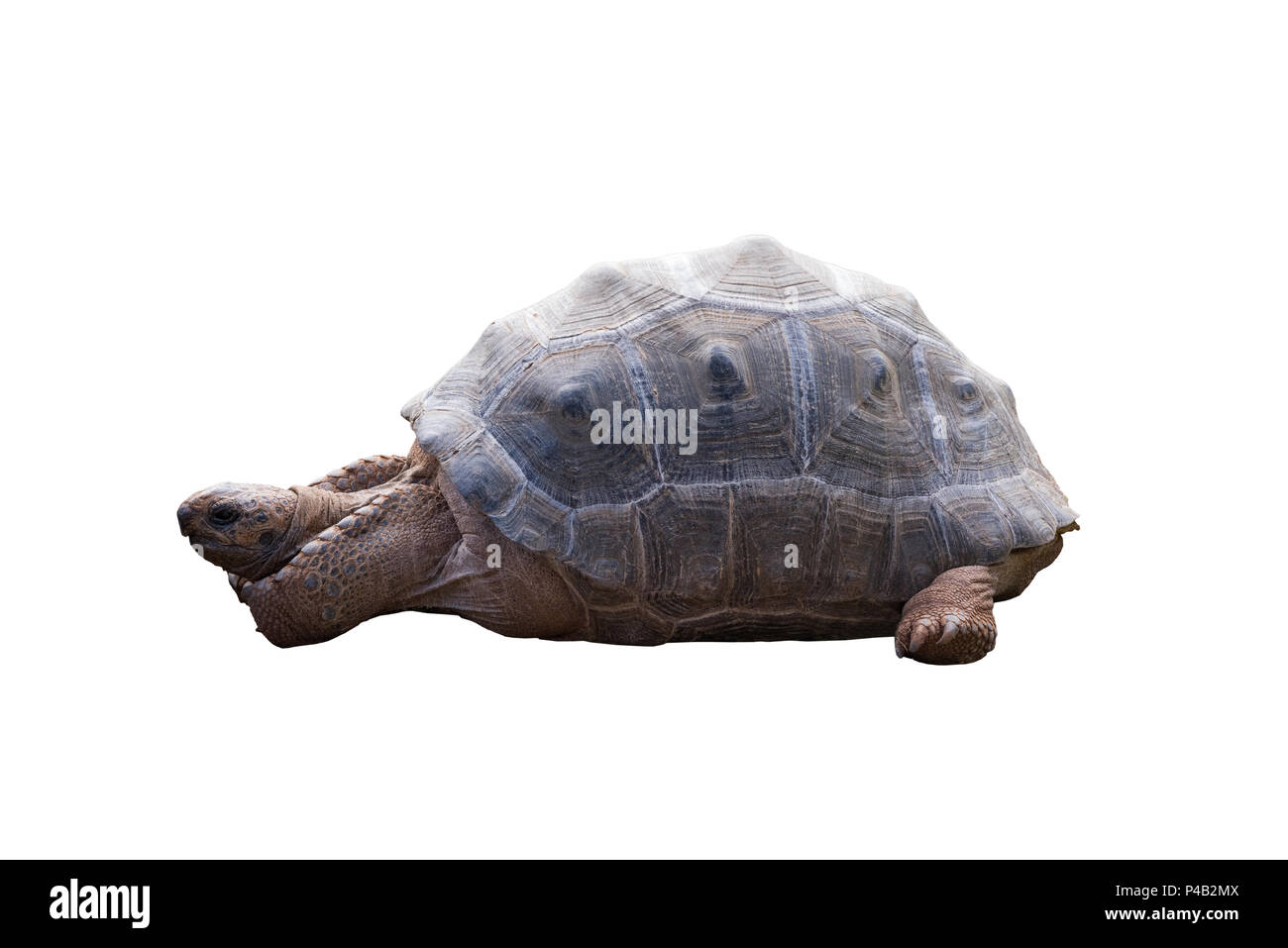 Vue sur une grosse tortue isolé sur fond blanc, vu en Afrique du Sud, Banque D'Images