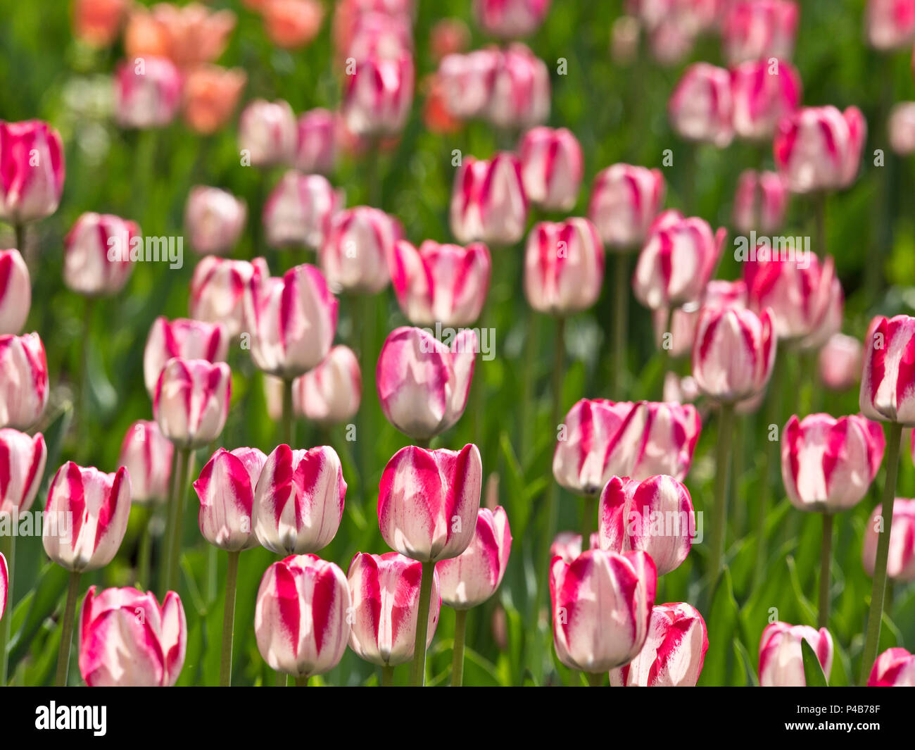 Tulipes Banque D'Images