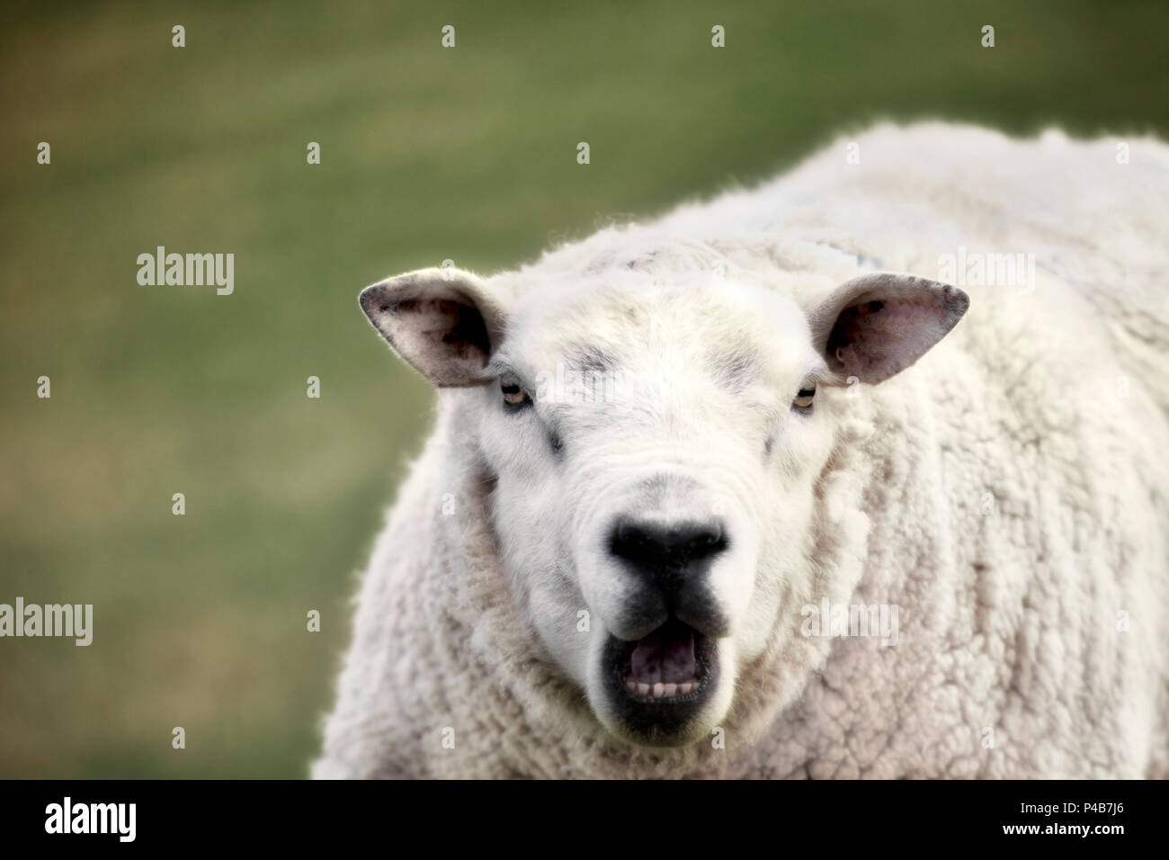 Les moutons 'Speaking' Banque D'Images