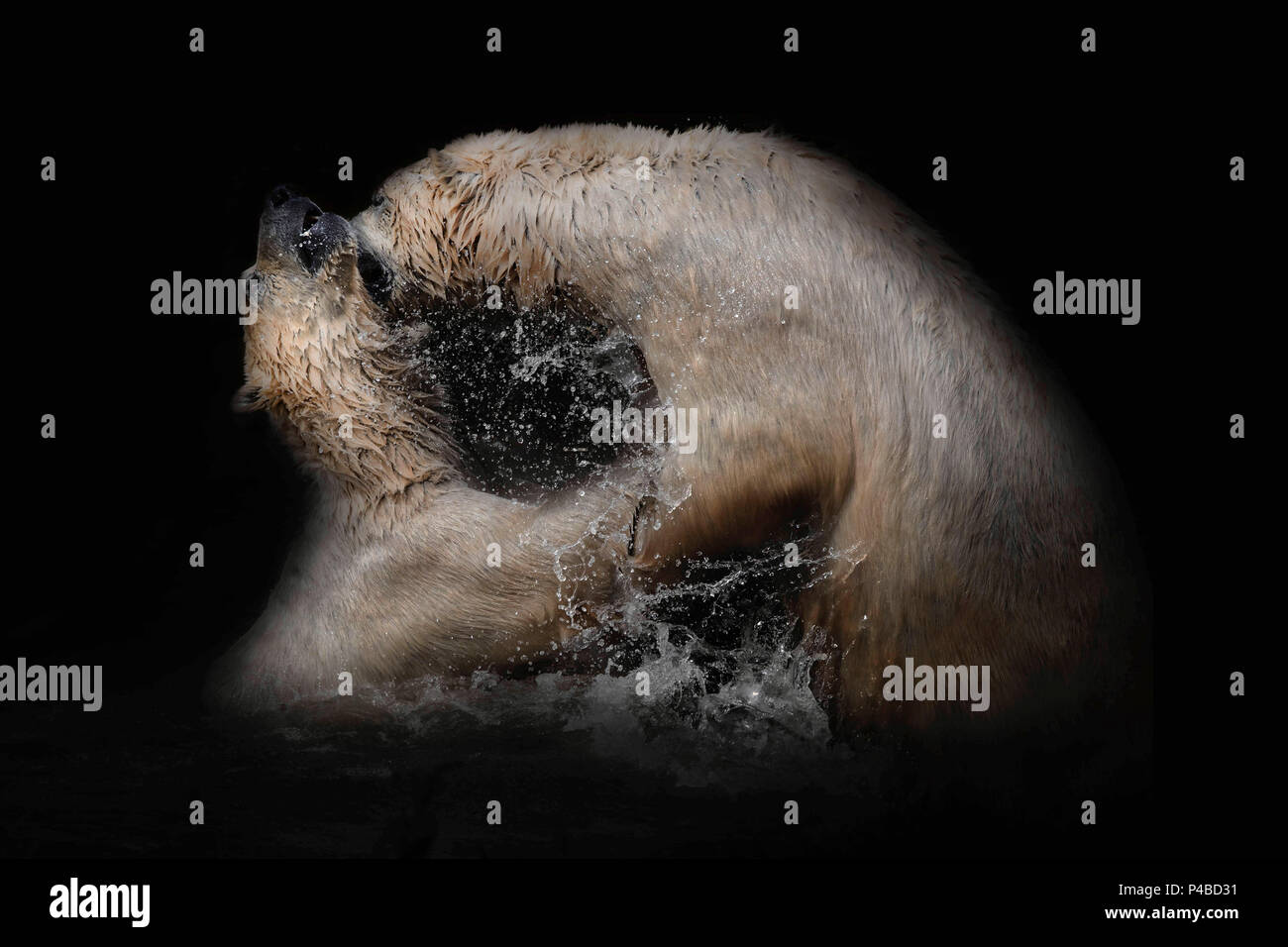 L'ours polaire jouer lutte contre le fond noir avec pulvérisation d'eau Banque D'Images