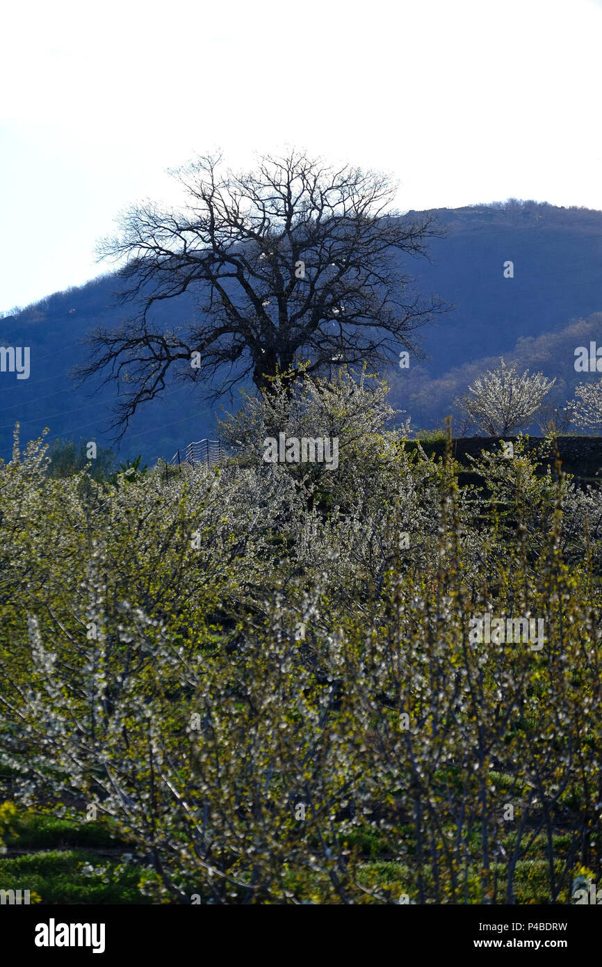 La floraison des cerisiers au début du printemps dans la Valle Del Jerte dans la province de Cáceres dans la Communauté autonome d'Estrémadure en Espagne Banque D'Images