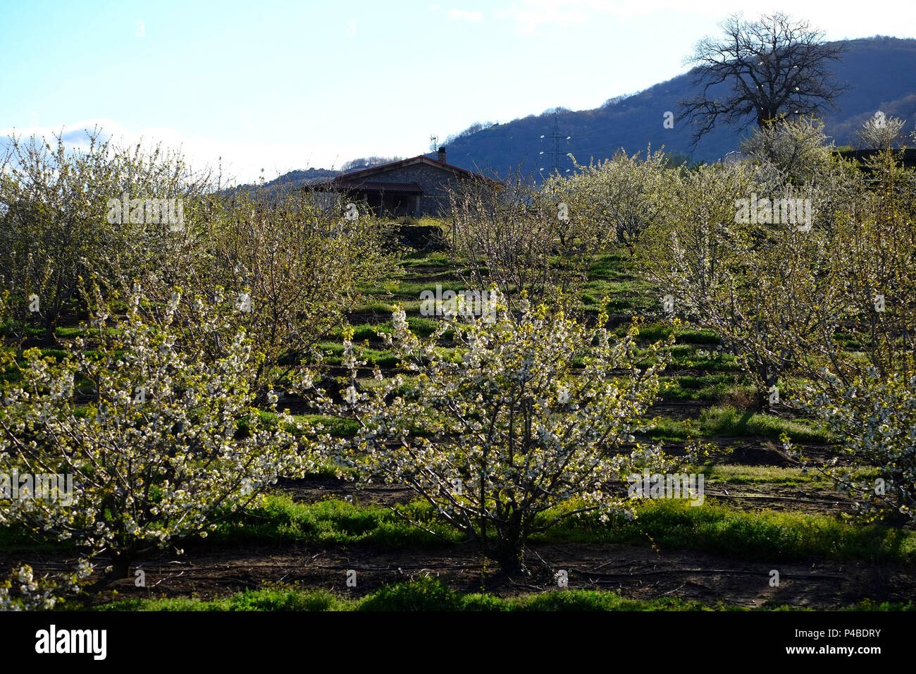 La floraison des cerisiers au début du printemps dans la Valle Del Jerte dans la province de Cáceres dans la Communauté autonome d'Estrémadure en Espagne Banque D'Images