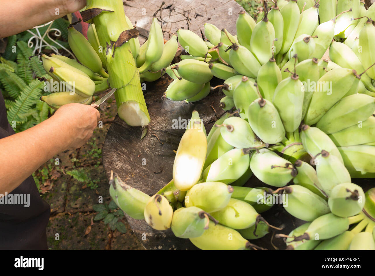 Couper la banane crue avec couteau en main sur la table en bois. Cette banane verte il également appelé Pisang awak, banane banane singe banane ou de sucre. Banque D'Images