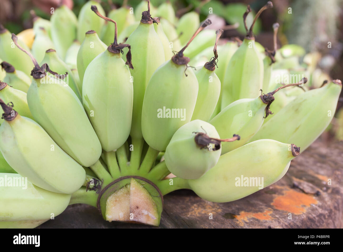 La banane verte brute dans le jardin sur la table en bois. Cette banane verte il également appelé Pisang awak, banane banane singe banane ou de sucre. Banque D'Images
