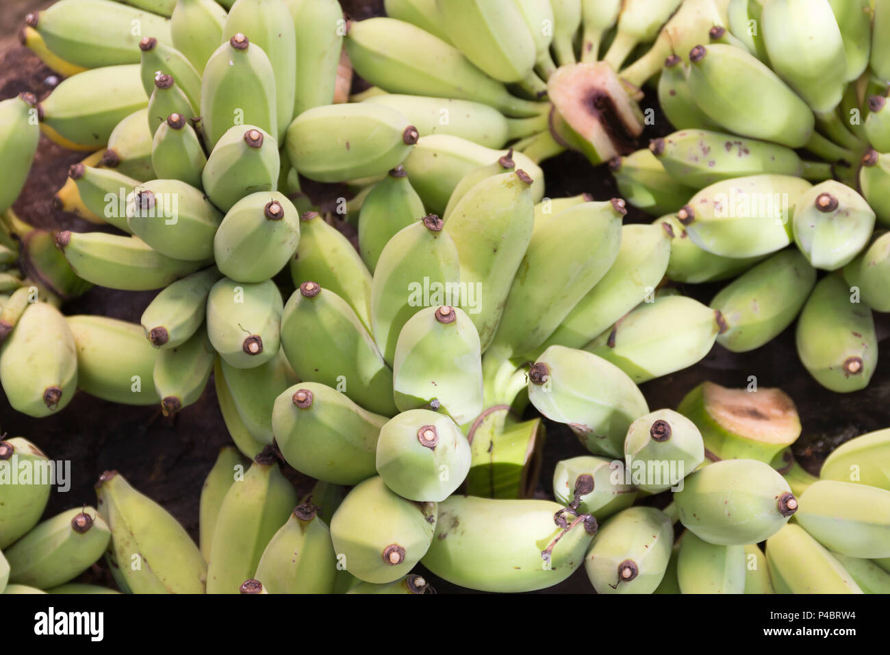 La banane verte brute dans le jardin sur la table en bois. Cette banane verte il également appelé Pisang awak, banane banane singe banane ou de sucre. Banque D'Images
