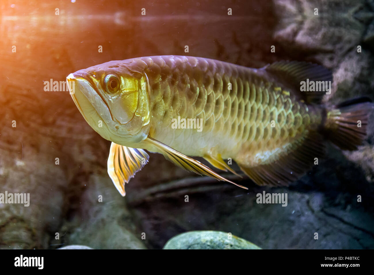 Close-up de poisson flottant et scleropages regardant la caméra dans un aquarium Banque D'Images