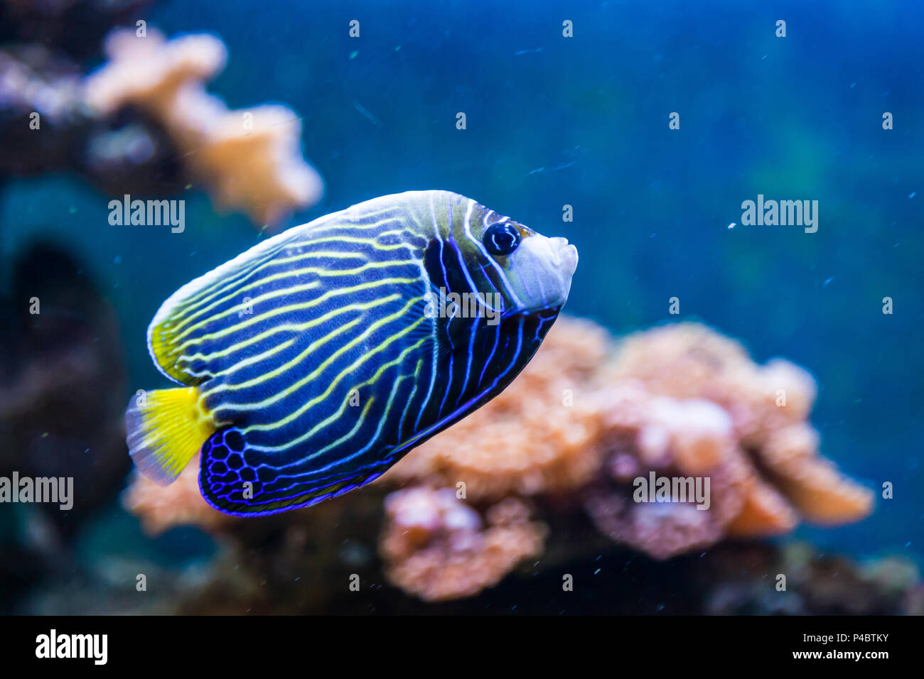 Close-up de poissons hepatus flottant et regardant la caméra dans un aquarium Banque D'Images