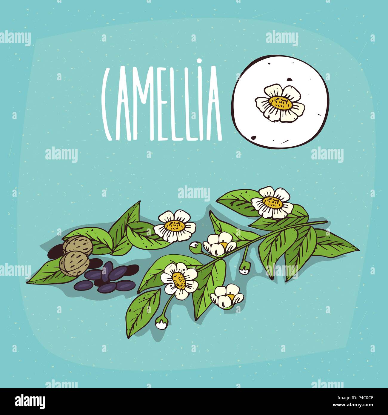 Ensemble de plantes isolées fleurs de camélia herb avec feuilles, graines, Simple icône ronde de Camellia oleifera sur fond blanc, lettrage inscription s Illustration de Vecteur