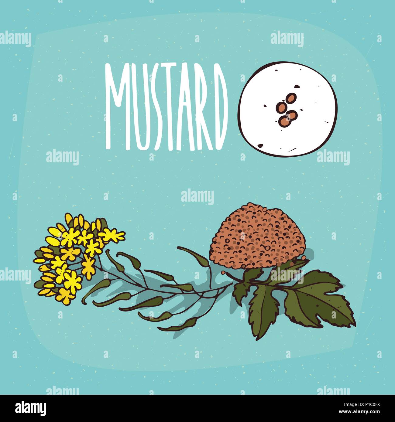 Ensemble de plantes isolées graines de moutarde herbe avec fleurs, feuilles, simple icône ronde de la moutarde sur fond blanc, lettrage inscription Mustard Illustration de Vecteur
