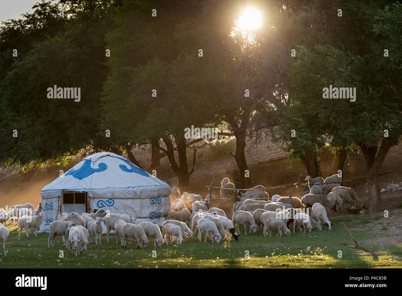Un troupeau de moutons sont parqués dans un enclos de nuit d'été au camp de prairie, Mongolie intérieure, Chine Banque D'Images