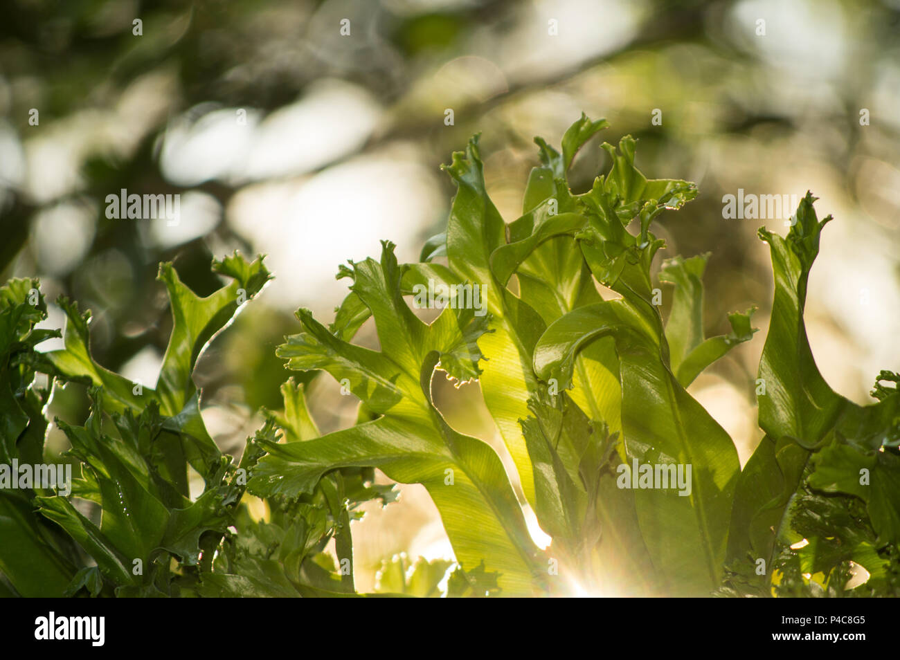 Le matin, la lumière du soleil ray grâce à feuilles vertes Banque D'Images
