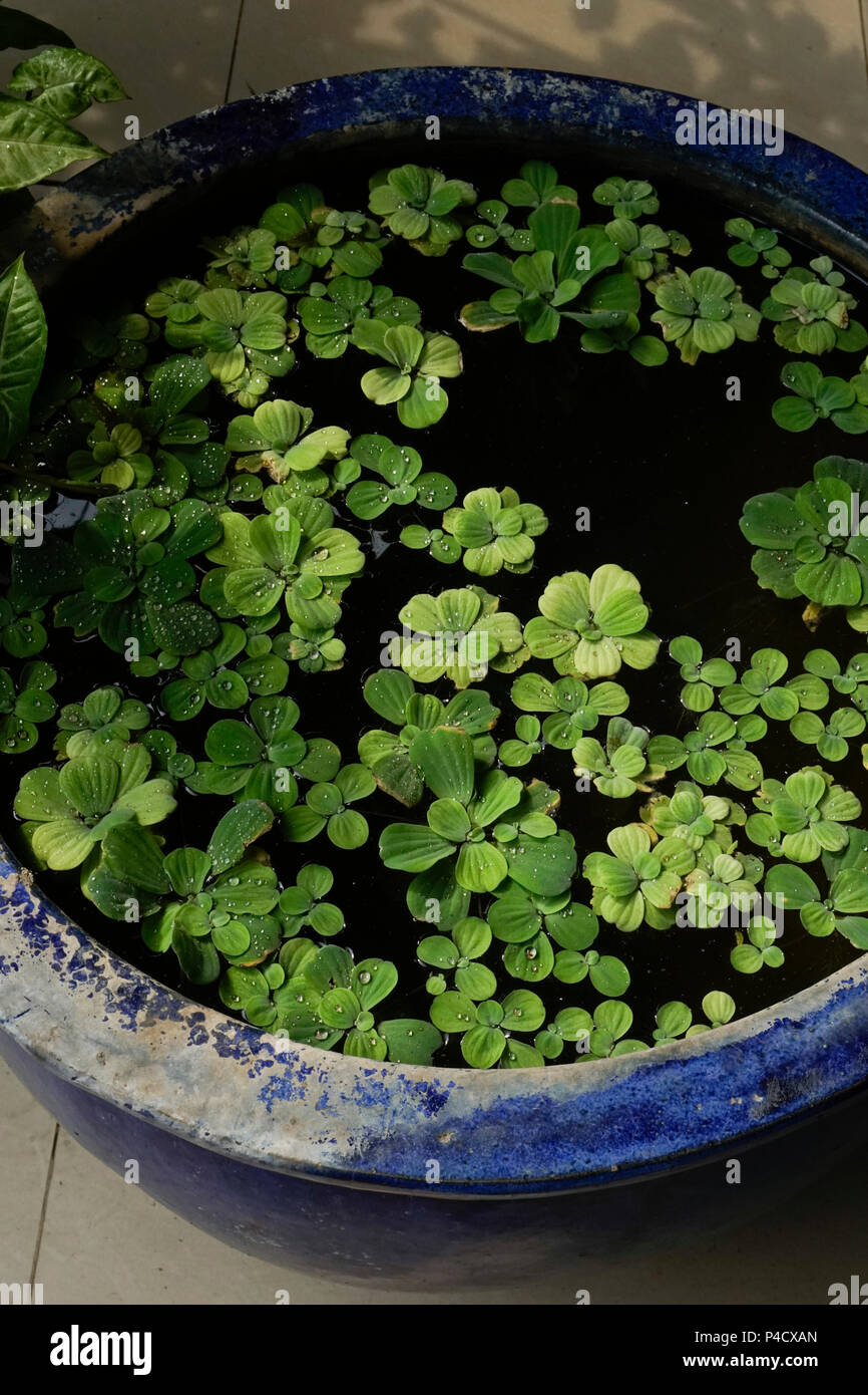 Plante aquatique envahissante Banque de photographies et d’images à — free download