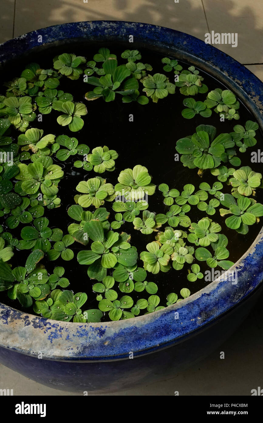 Plante aquatique envahissante Banque de photographies et d’images à — free download
