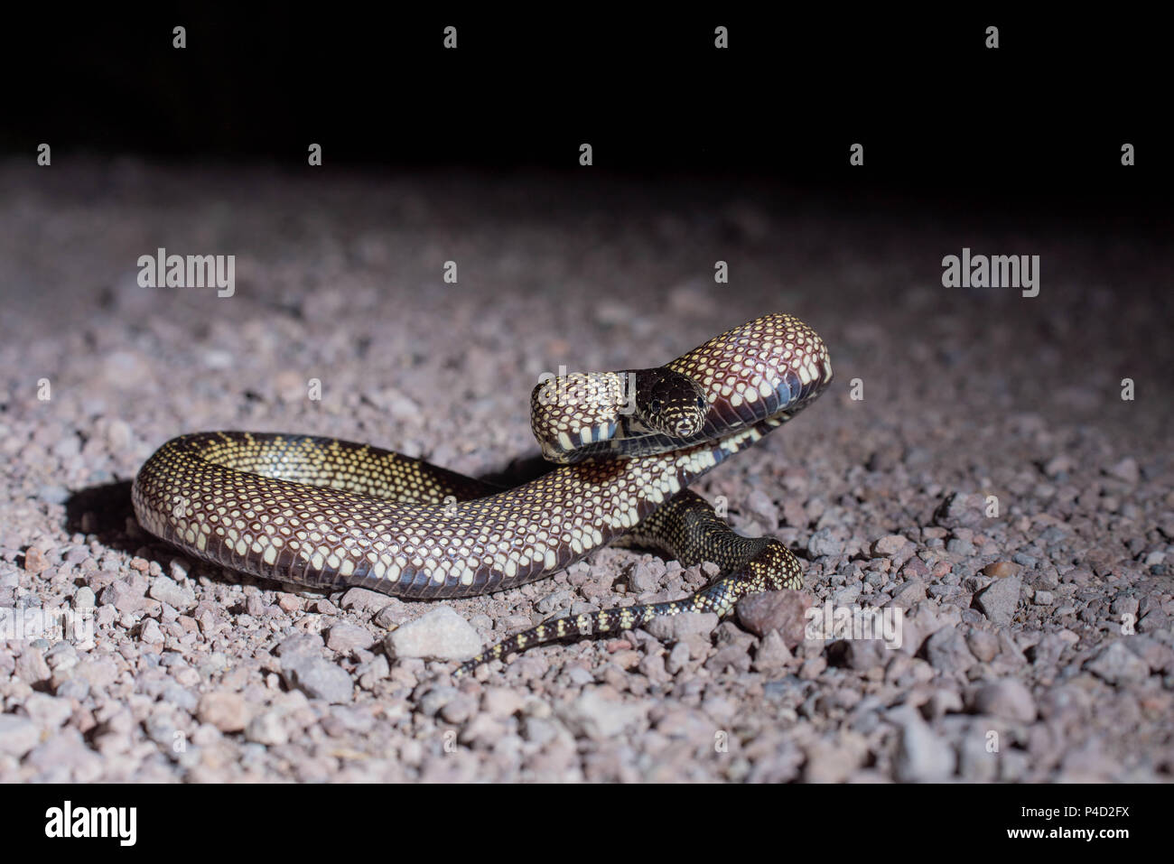 Le roi du désert, serpent (Lampropeltis splendida), Bosque del Apache National Wildlife Refuge, Nouveau Mexique, USA. Banque D'Images