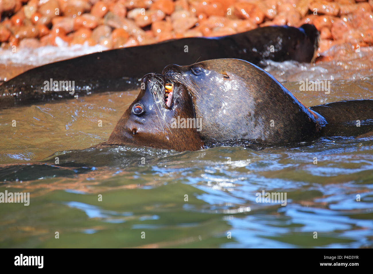 Couple de lions de mer d'Amérique du Sud (Otaria flavescens) jouant dans l'eau dans les îles Ballestas réserve au Pérou. Les îles Ballestas sont un important s Banque D'Images