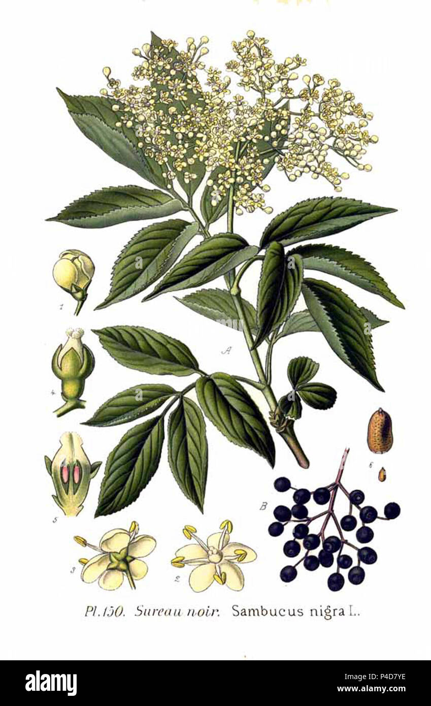 Sambucus Nigra L