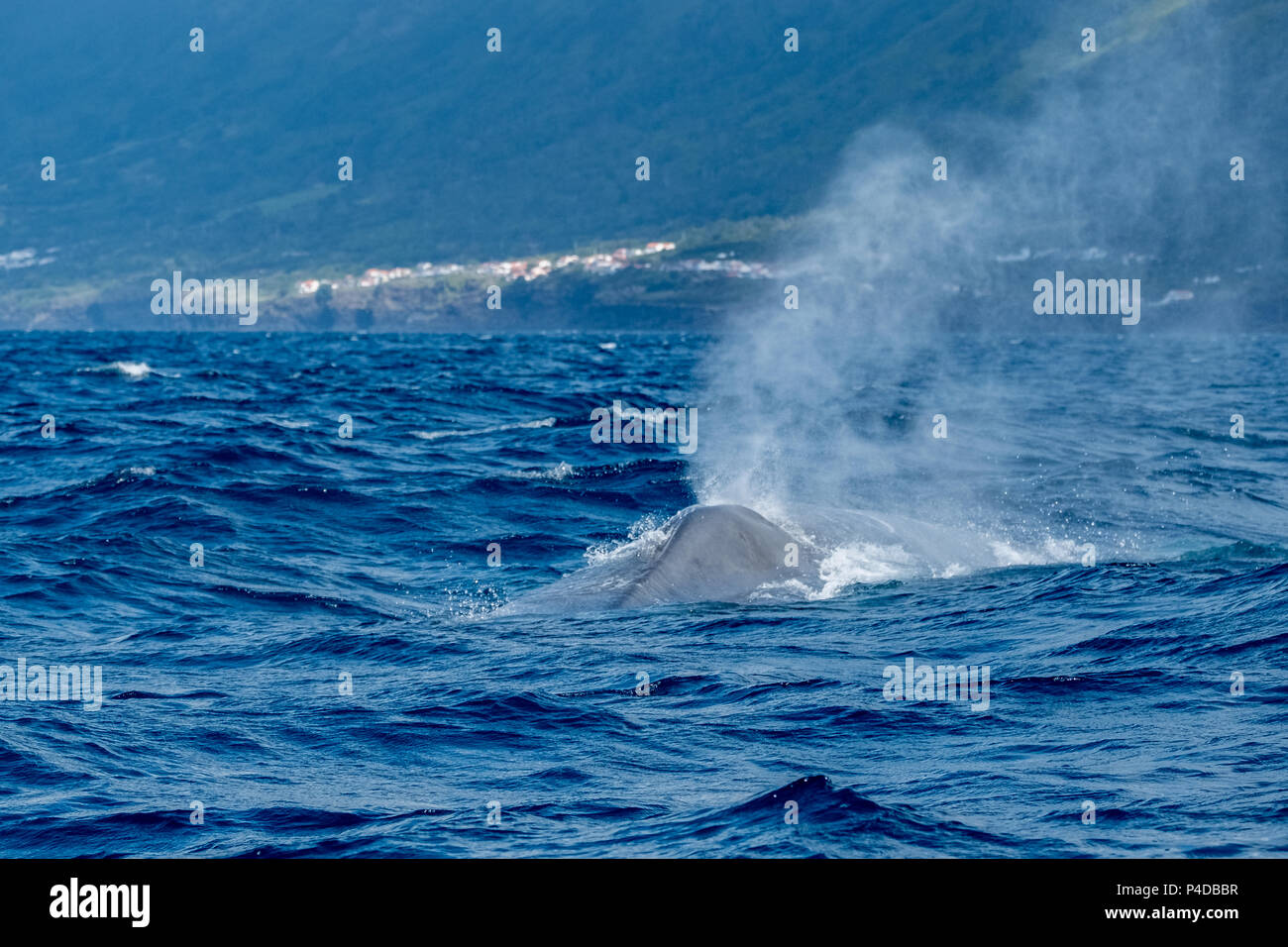 Rorqual bleu soufflé comme elle fait surface Banque D'Images