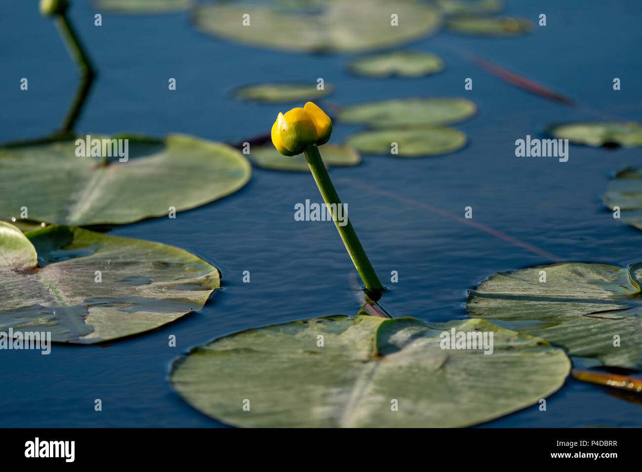 Petit Lotus Bleu Jaune flottant sur l'eau dans le Delta du Danube, de l'Europe Banque D'Images