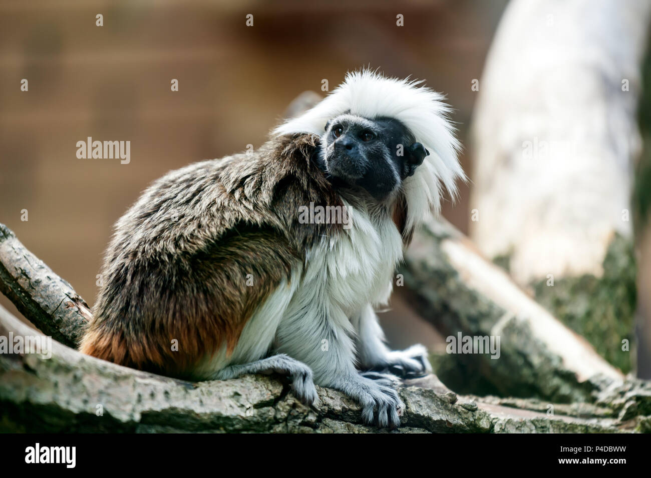 Un gros plan d'un singe ou pileted gibbon est assis sur un arbre par une chaude journée d'été Banque D'Images