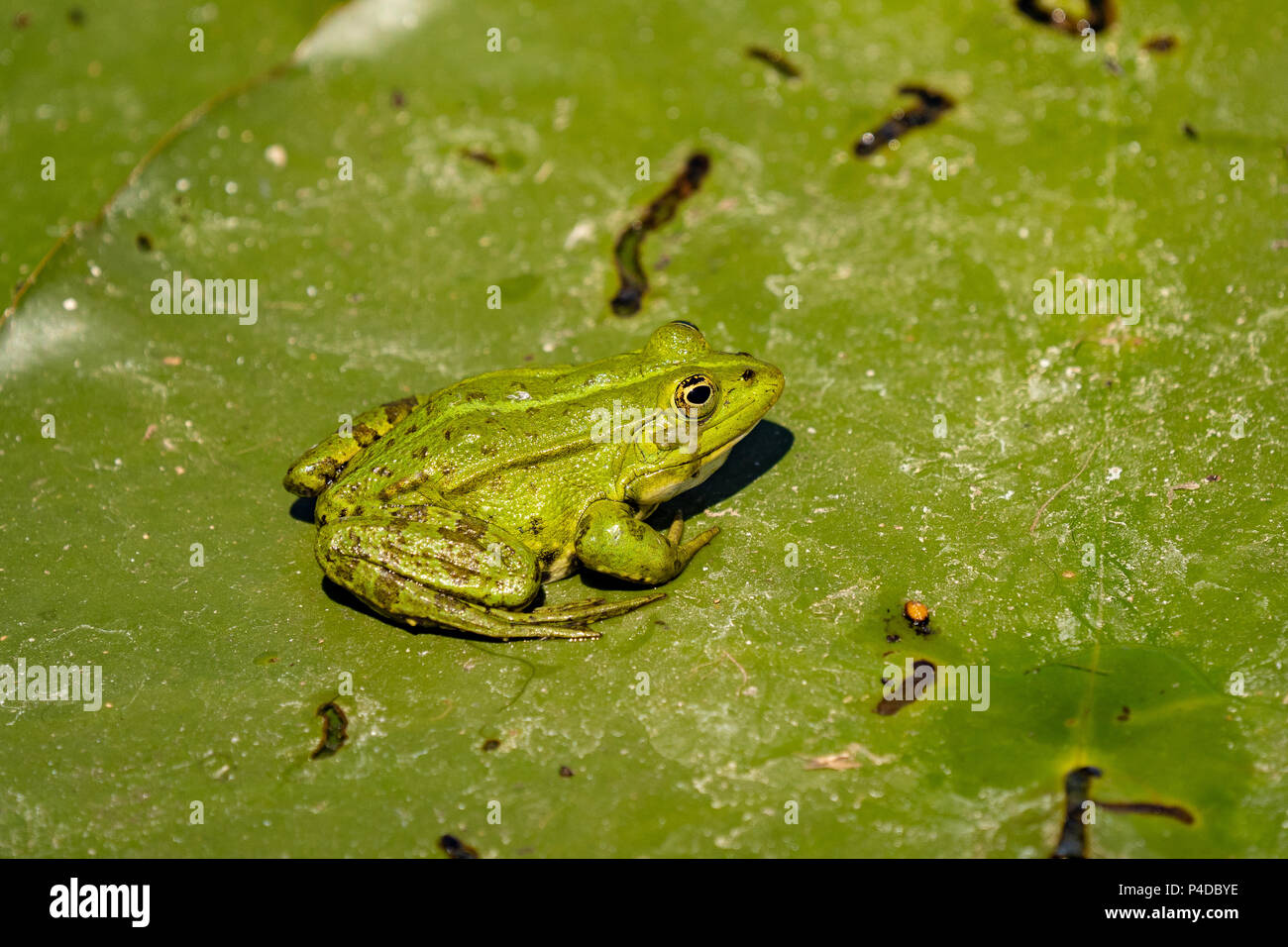 La grenouille verte (ou de l'eau du lac Frog Frog) dans l'eau dans le Delta du Danube. Au lever du soleil la photographie frog closeup Banque D'Images