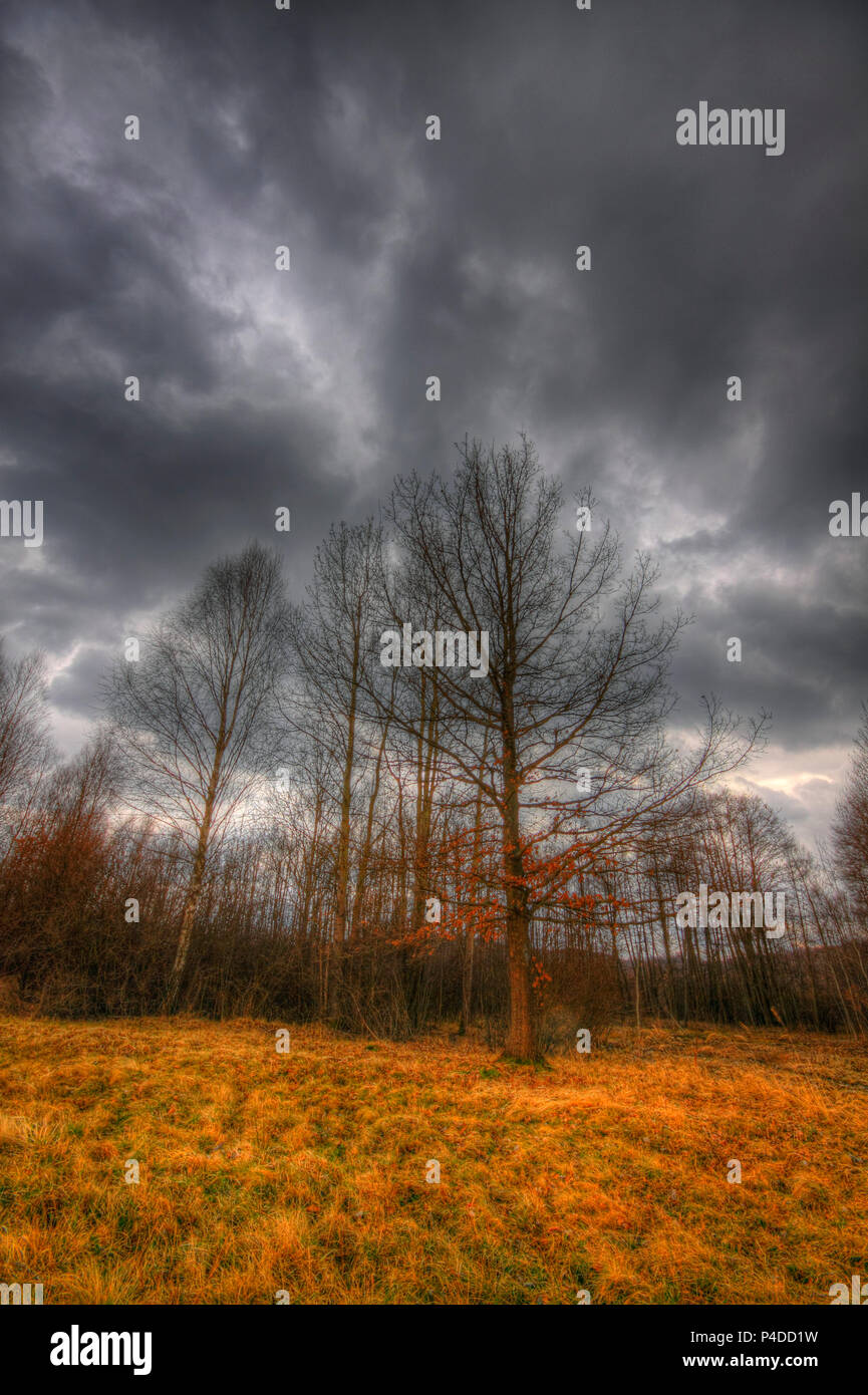 Prairie et petite forêt sous ciel dramatique au début du printemps. Image HDR. La Pologne, la Sainte Croix les montagnes. Banque D'Images