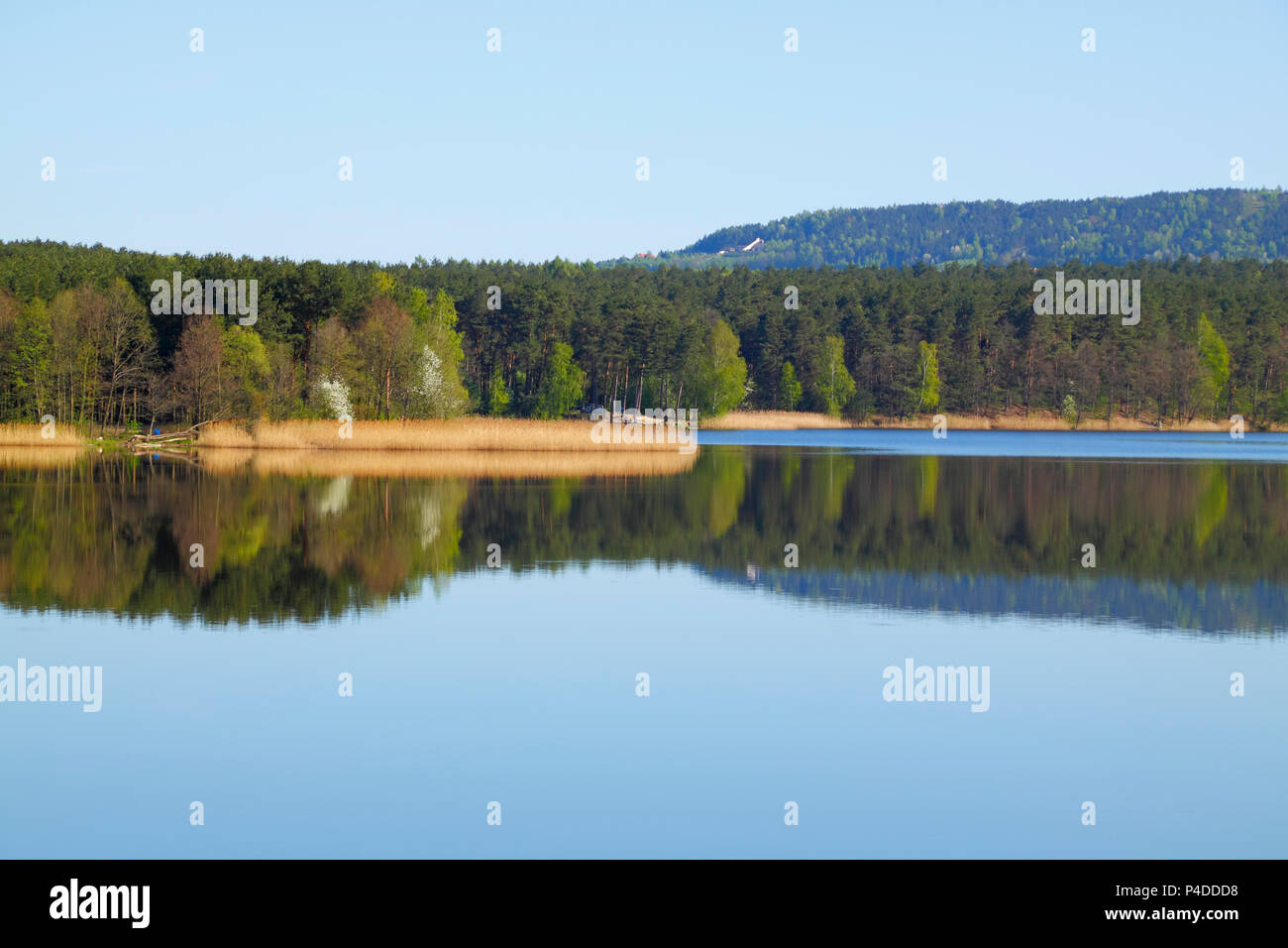 Lac avec forest line par symétrie dans la surface de l'eau était claire. Cedzyna lac près de Kielce. La Pologne, la Sainte Croix les montagnes. Banque D'Images