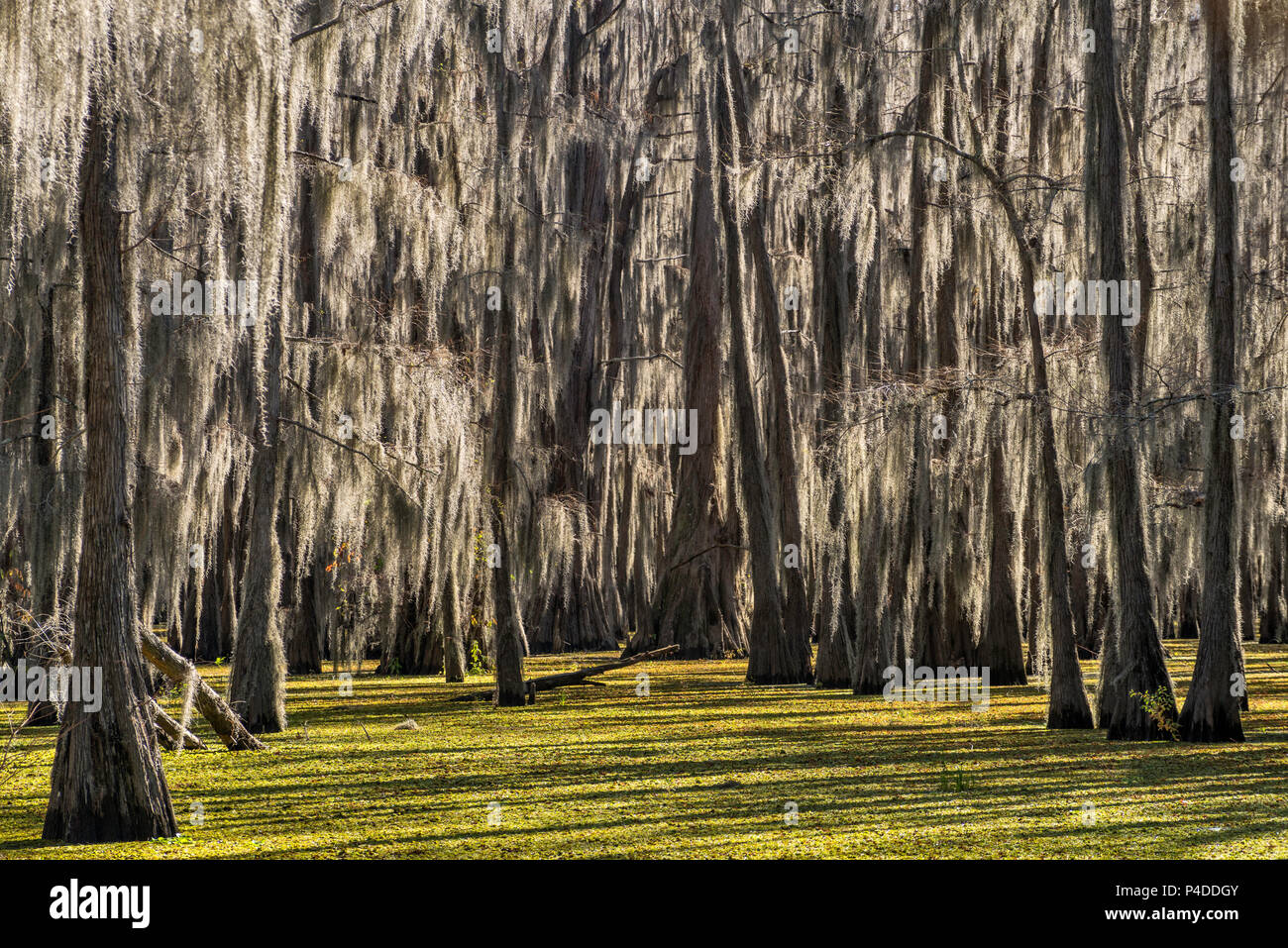 Cyprès chauve recouvert de mousse espagnole au marais de la fin de l'automne, de la côte sud à Caddo Lake, Texas, États-Unis Banque D'Images