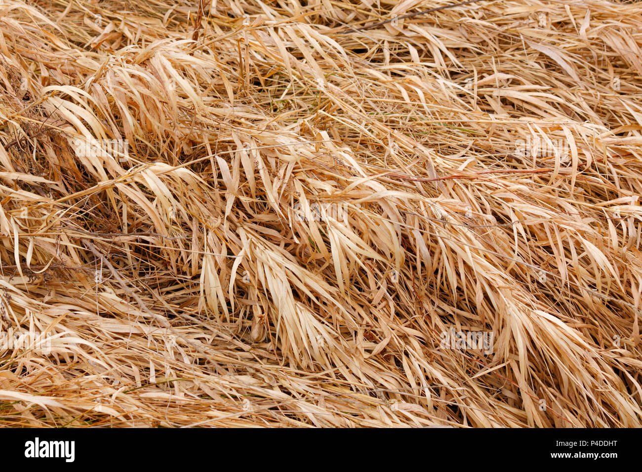 La texture de l'herbe sèche sur l'inondation-meadow au début du printemps Banque D'Images