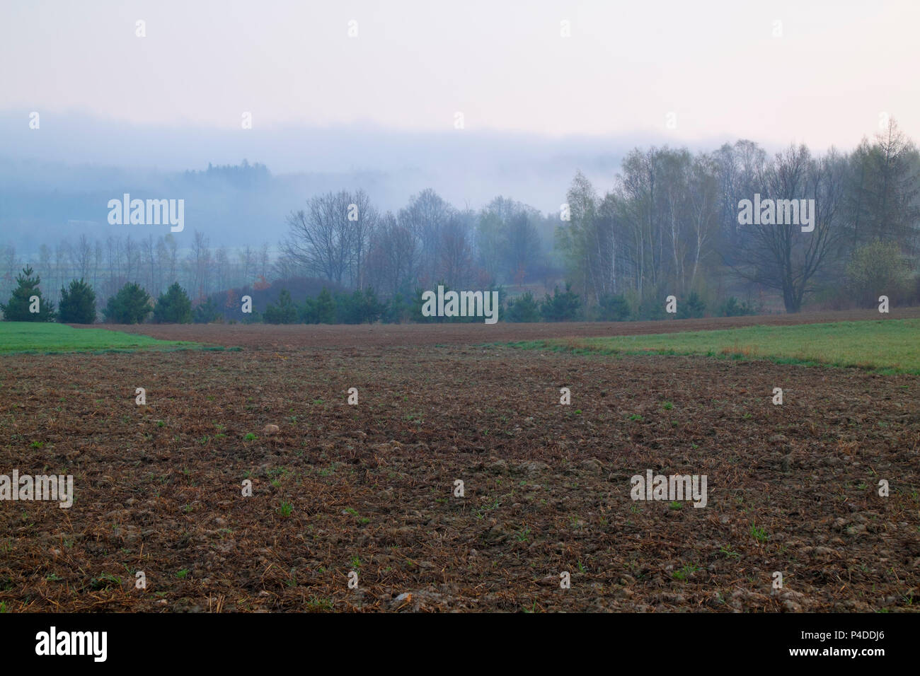 Paysage brumeux avec champ labouré. La Pologne, la Sainte Croix les montagnes. Banque D'Images