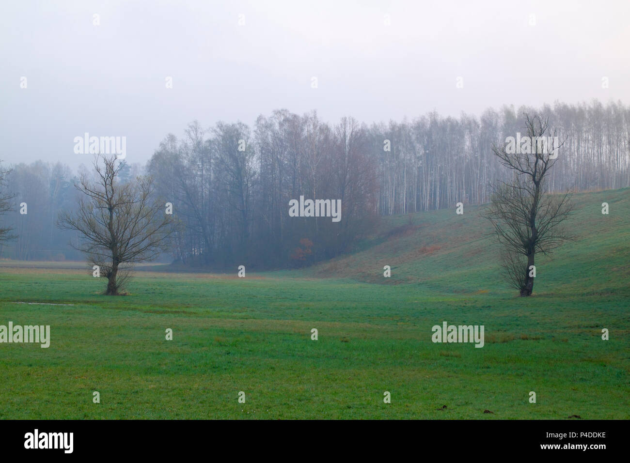 Paysage brumeux matin avec prairie. La Pologne, la Sainte Croix les montagnes. Banque D'Images