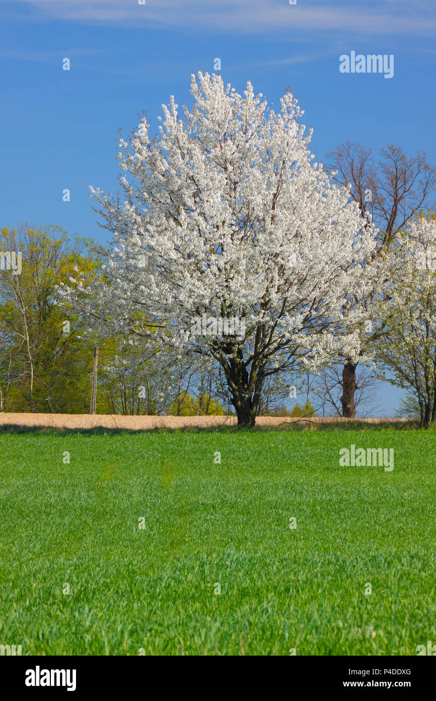 Paysage de printemps avec les arbres à fleurs blanches et bleu ciel. La Pologne, la Sainte Croix les montagnes. Banque D'Images