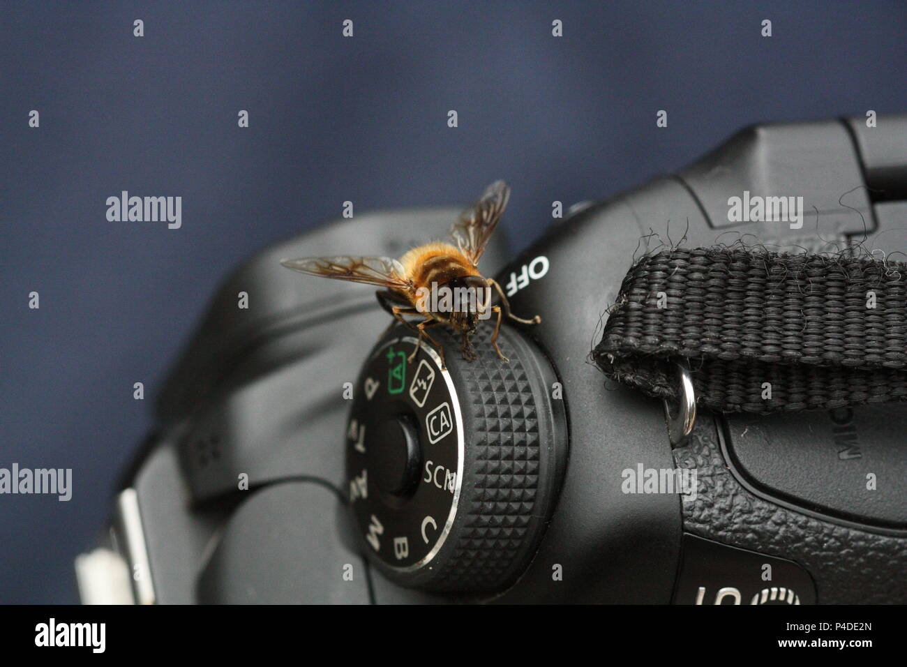 Abeille sur camera Banque D'Images