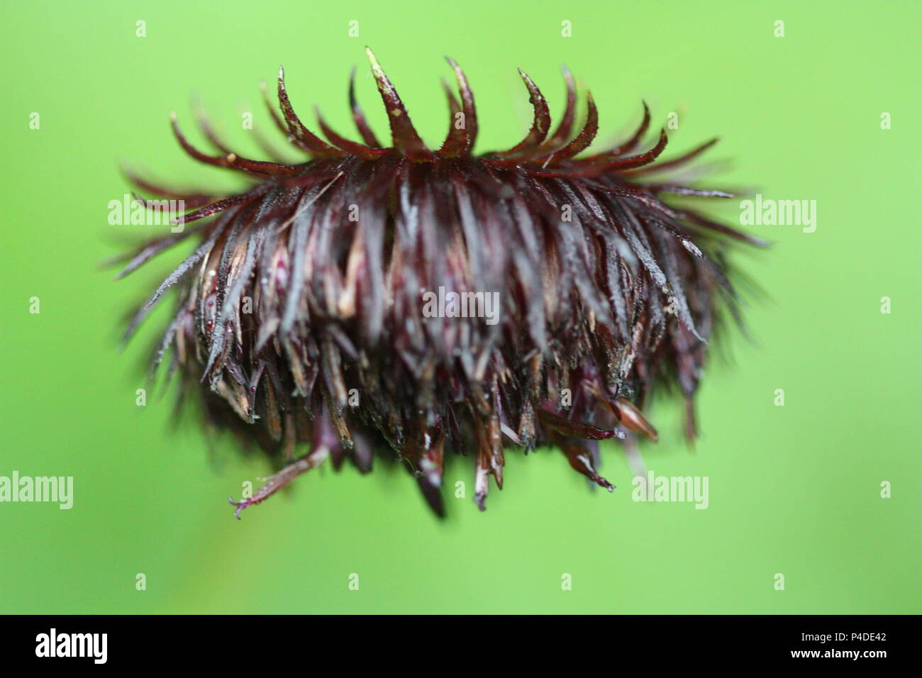 Fleur de l'himalaya Banque D'Images