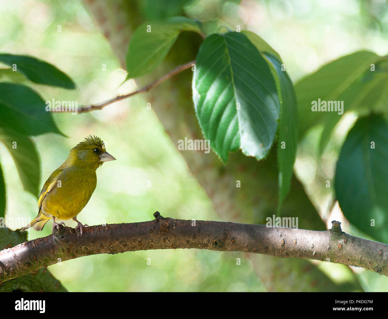 Un homme adulte Verdier percher sur une branche d'une Flowering Cherry Tree à la recherche de nourriture dans un jardin en Alsager Cheshire England Royaume-Uni UK Banque D'Images